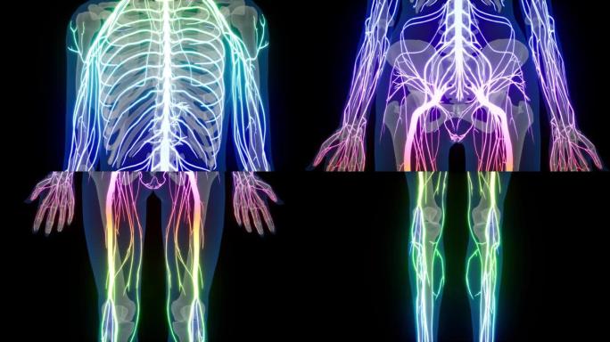 人体神经系统中枢器官脑解剖学。人体中枢神经系统脑解剖学。3D动画