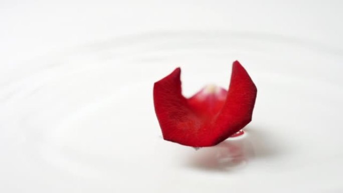 红玫瑰花瓣落在水面上，形成圆圈