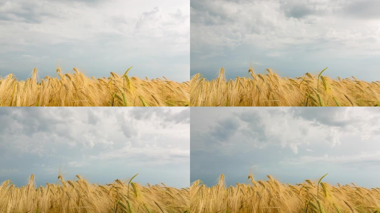 黄麦在多云天气下，延时，4k