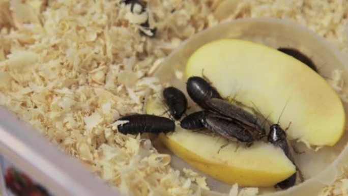 巨大的棕色蟑螂和大胡子吃一块苹果，在水族馆里爬到木屑上。特写，顶视图。很多害虫，恶心的昆虫