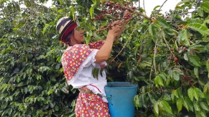 年轻人从哥伦比亚的农场采摘咖啡