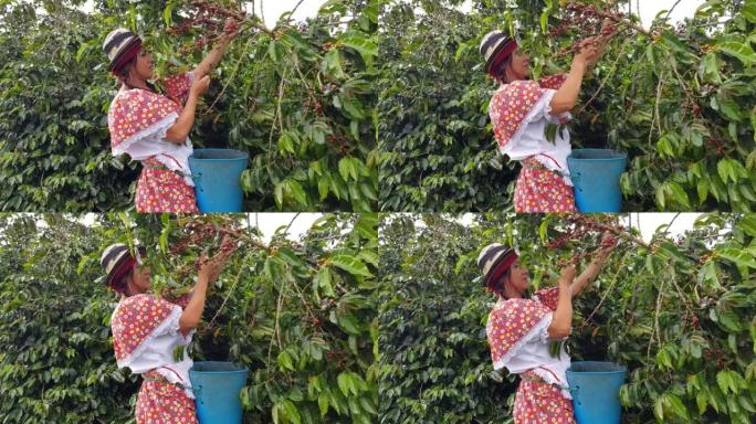 年轻人从哥伦比亚的农场采摘咖啡