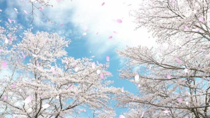 春天樱花在美丽的蓝天中飘扬 “CG合成”