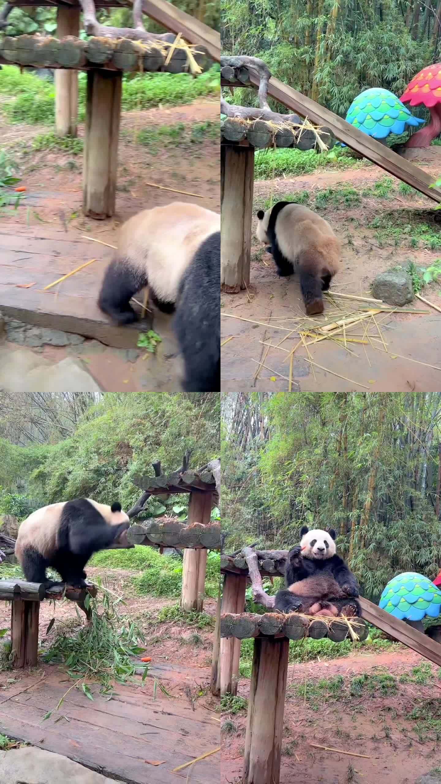 熊猫吃竹子大熊猫国宝四川大熊猫素材