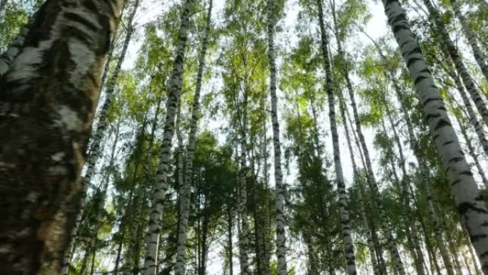 桦树森林的低角度拍摄