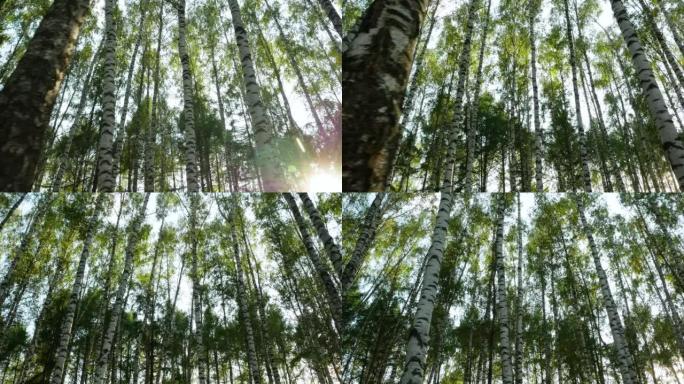 桦树森林的低角度拍摄