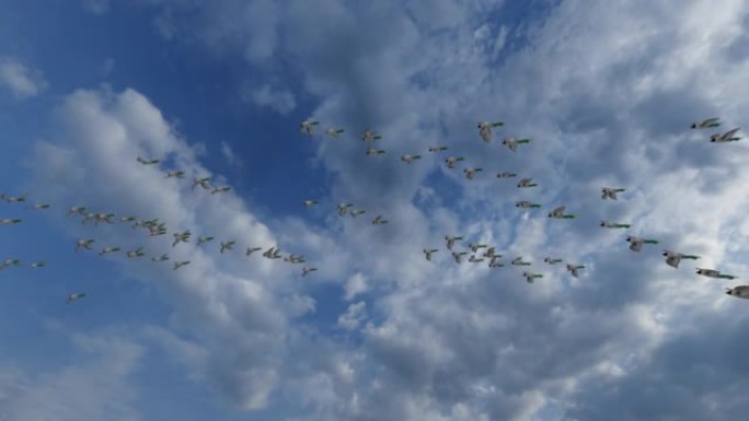 一群野鸭向温暖的地方迁徙，日落时间，4K