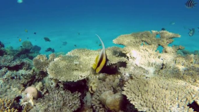 红海中的三角旗珊瑚鱼 (Heniochus acuminatus) 或旗鱼