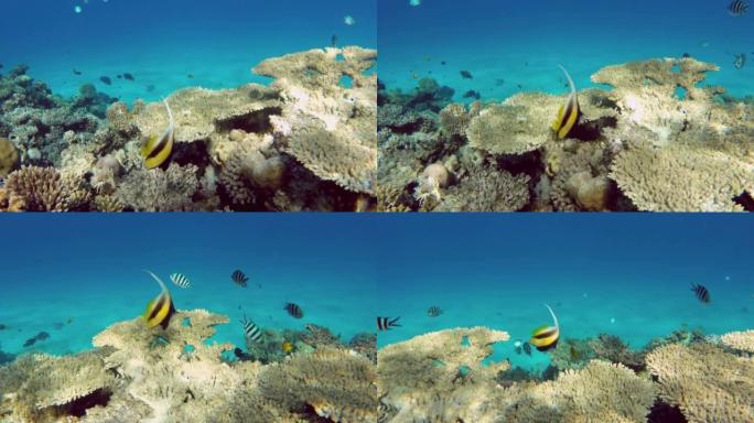 红海中的三角旗珊瑚鱼 (Heniochus acuminatus) 或旗鱼