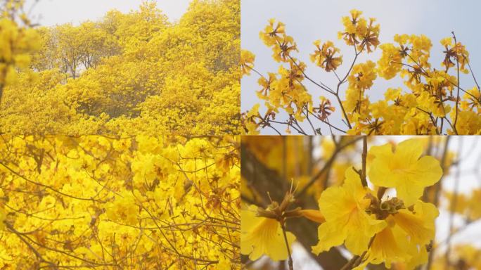 风铃谷树枝风铃花朵特写花瓣南宁青秀山