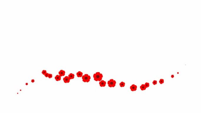 动画红色美丽的花朵从左到右飞行。循环视频。春天的概念。白色背景上的一朵飞翔的罂粟花。