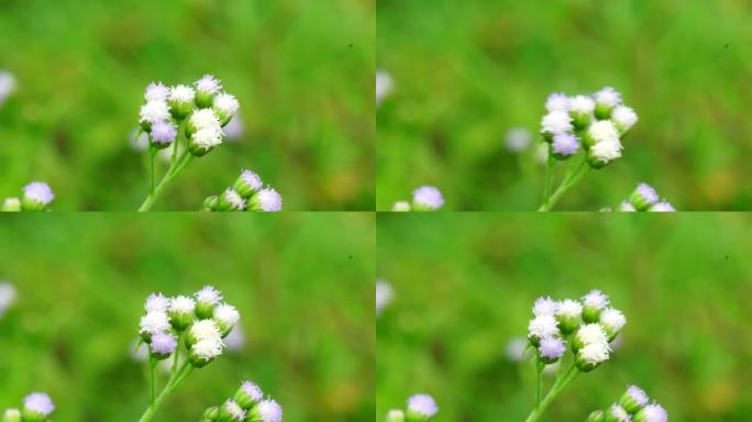 班多坦 (Ageratum conyzoides) 是属于菊科部落的一种农业杂草。用于对抗痢疾和腹泻