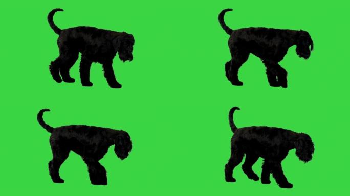 大狗巨型雪纳瑞在绿色屏幕上行走，色度键