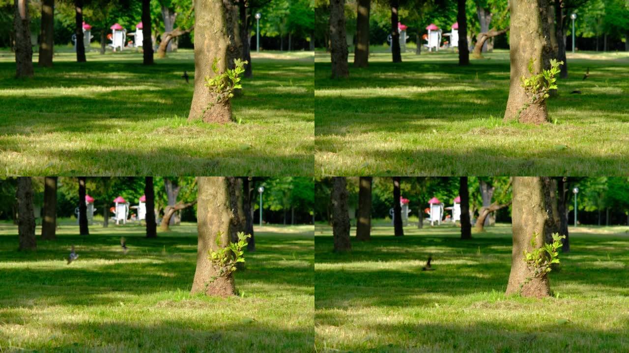 4k视频，许多燕子飞得很快，非常靠近草地。