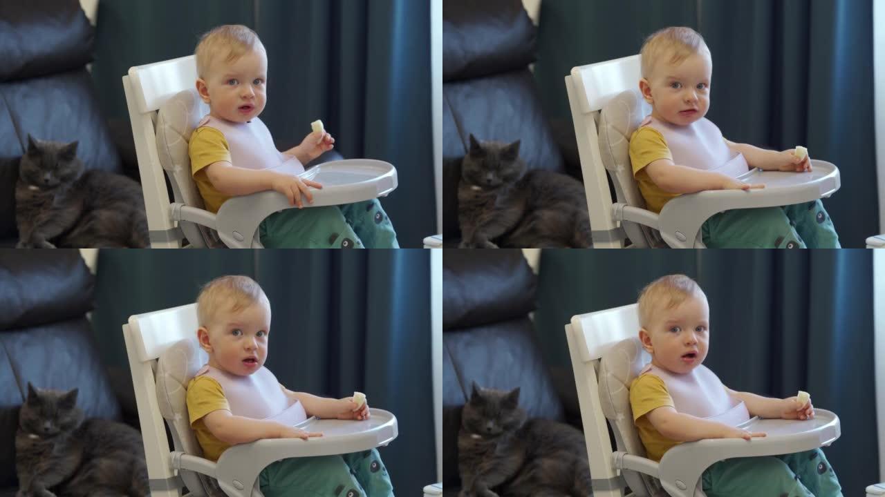 儿童和猫在家庭中和平共处，一岁的婴儿坐在加高座椅上，喂食托盘固定在餐椅上。高质量4k镜头