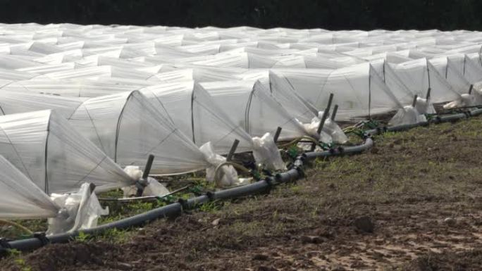 农用塑料薄膜隧道行地面滴灌铺设软管