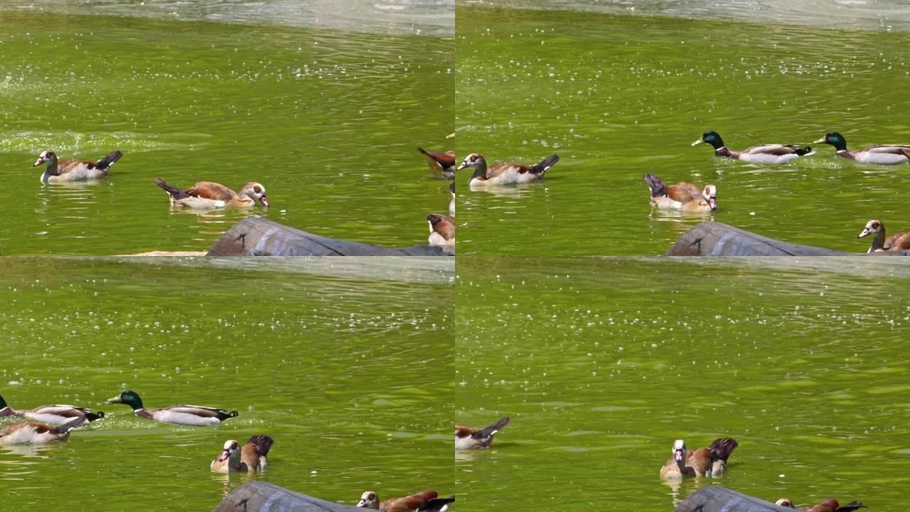 漂浮在湖中的野鸭群