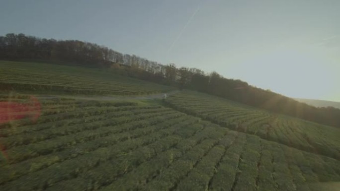 空中电影视野日落在茶园中绕着白马飞行，在bmpcc 4k上raw拍摄大型fpv无人机。风景如画的阳光