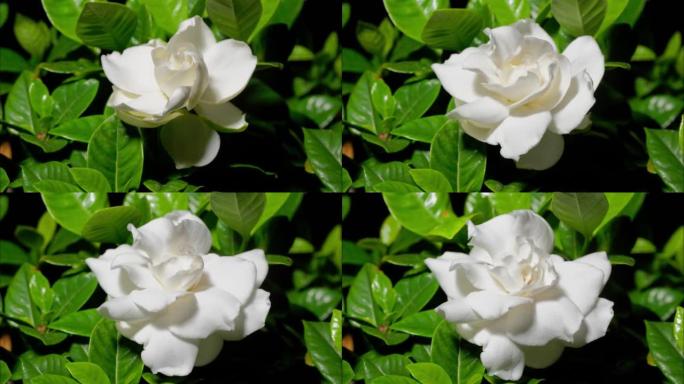 罗莎 “栀子花” 盛开的时间流逝，白花从芽到盛开，4k镜头工作室拍摄。