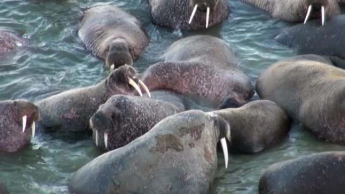 一群海象在斯瓦尔巴特群岛北冰洋海岸附近的水中放松。