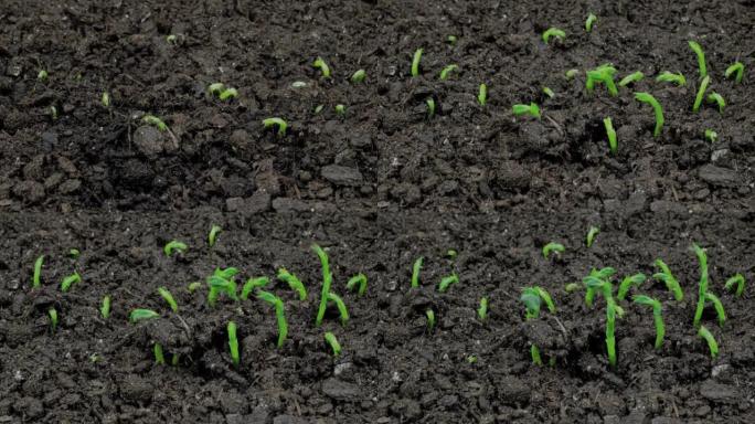 顶视图: 新鲜的微绿豌豆豆芽生长: 特写，延时