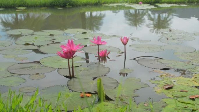 美丽的粉红色莲花盛开在天然池塘。