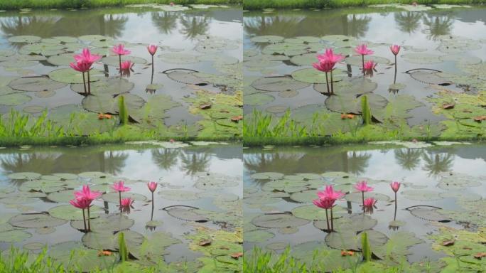美丽的粉红色莲花盛开在天然池塘。