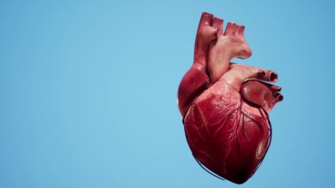 心脏的解剖3D动画。心脏的肌肉和血管结构。