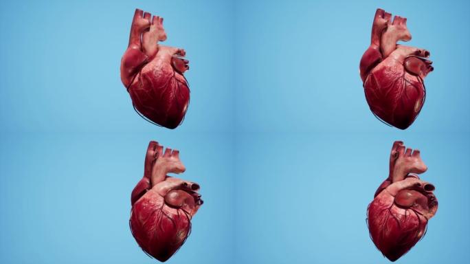 心脏的解剖3D动画。心脏的肌肉和血管结构。