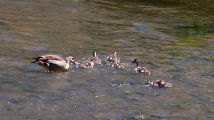 埃及鹅，鹅在水中行走并进食，埃及阿洛波琴 (Alopochen aegyptiaca)
