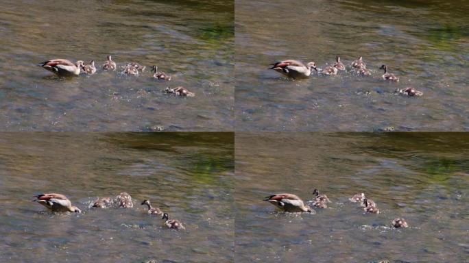 埃及鹅，鹅在水中行走并进食，埃及阿洛波琴 (Alopochen aegyptiaca)