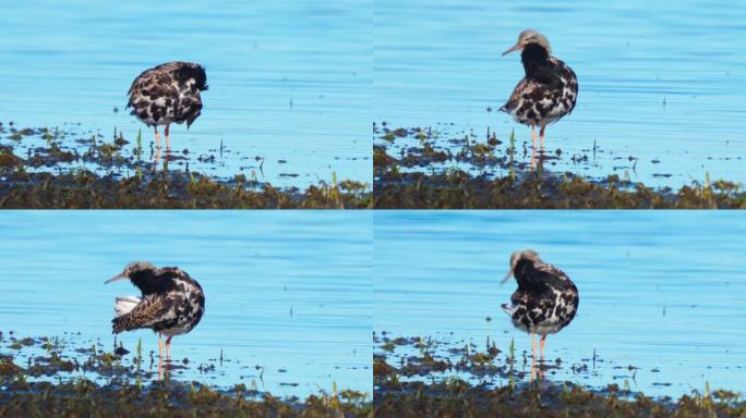 鸟雄风 (Calidris pugnax) 站在浅水中，在阳光明媚的春天早晨进行清洁。