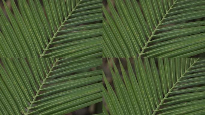 椰子叶，热带概念，墨西哥