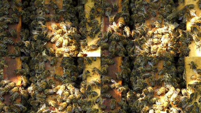 蜂巢内的蜜蜂在梳子上制造蜂蜜