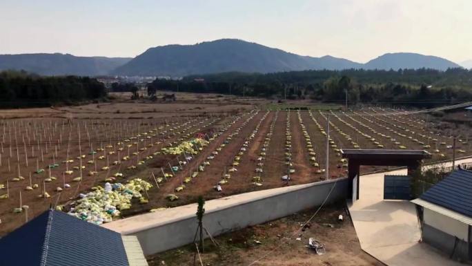 葡萄园 农家 土地 4K 庄园 军峰