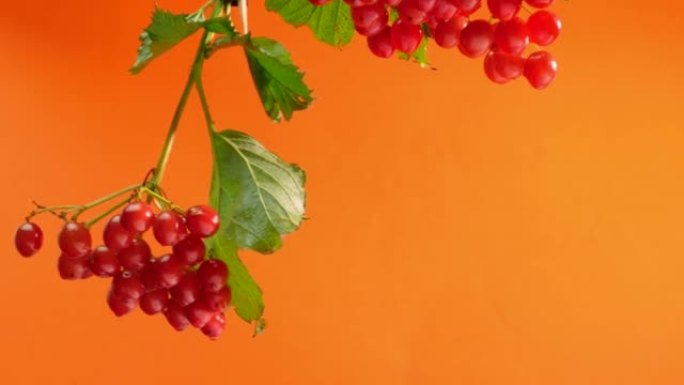 橙色背景上的红莓地雷空间，荚兰浆果
