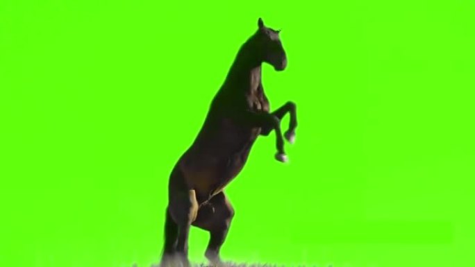 站在绿色屏幕上的马