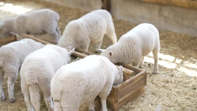 牧场里吃食物的羊