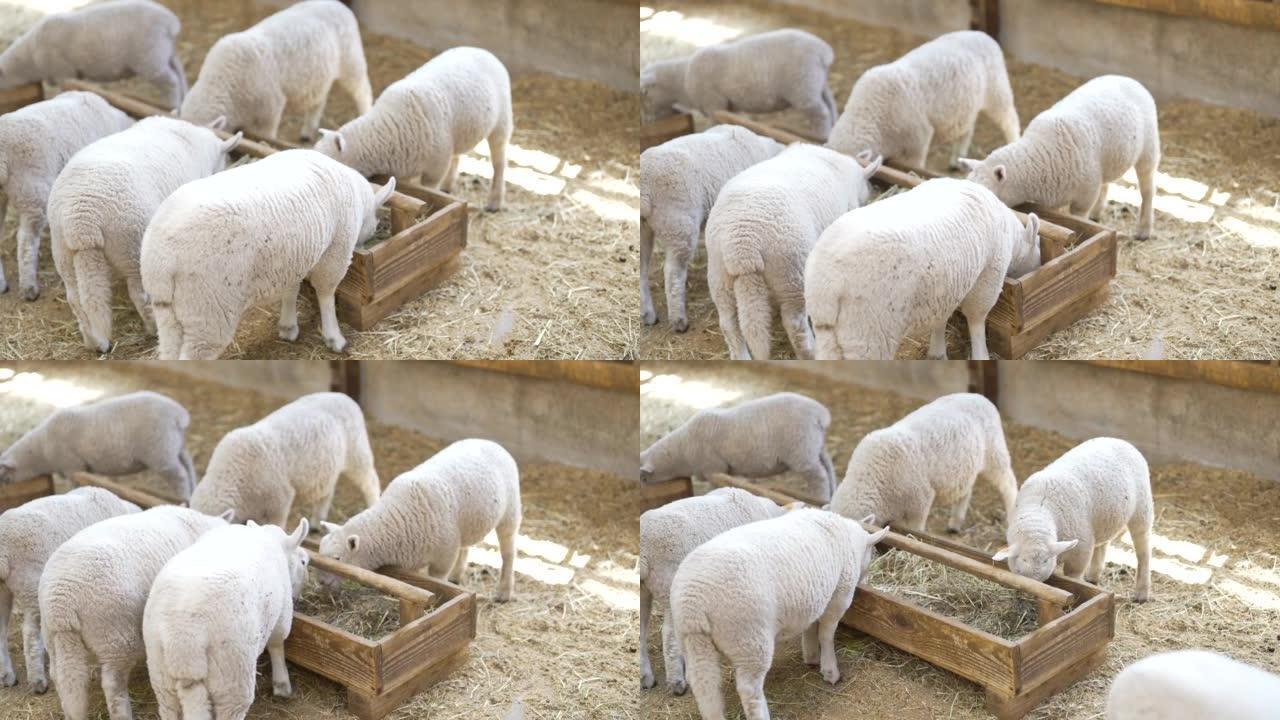 牧场里吃食物的羊