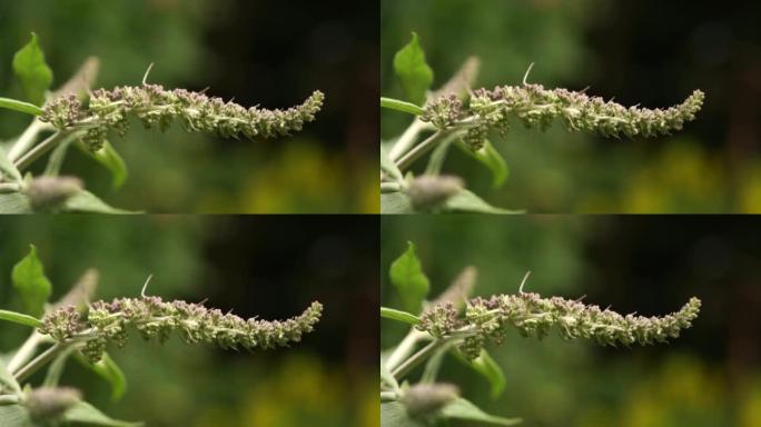 夏季丁香蝴蝶的未盛开的花朵-灌木或橙色的眼睛 (Buddleja davidii)
