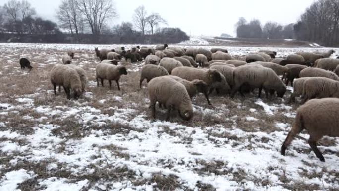 一只牧羊犬正在雪中引导羊群