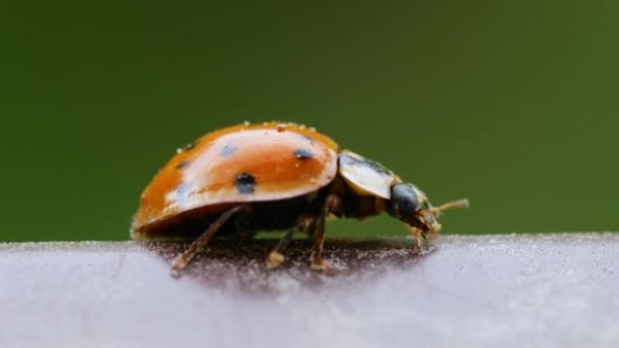 爬行瓢虫的特写野生动物。野外的宏观世界。七叶球菌，斑瓢虫，是欧洲最常见的瓢虫。瓢虫昆虫宏观拍摄。