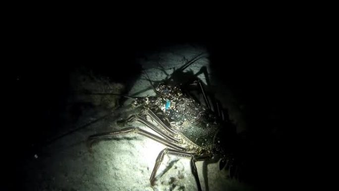 巨大的龙虾在夜晚四处爬行，红海