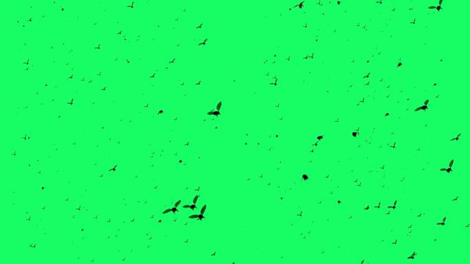 3d动画-在绿色屏幕上飞行的苍蝇的剪影