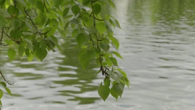 自然背景与白桦树枝和年轻明亮的叶子在水的背景。超高清素材。