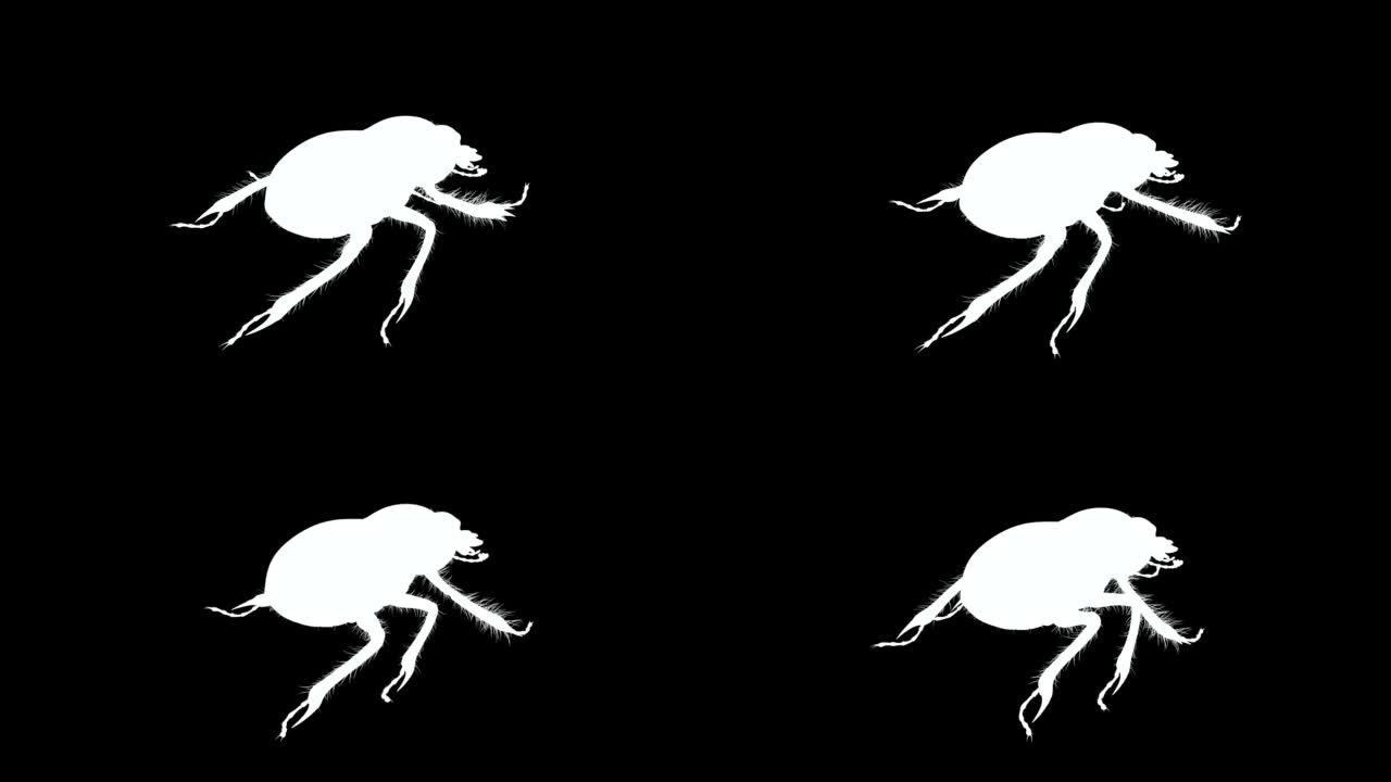库存镜头上的黑白左后视图粪甲虫循环动画