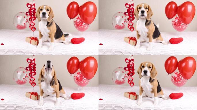比格犬正坐在床上吠叫。房间装饰着氦气球和心形。