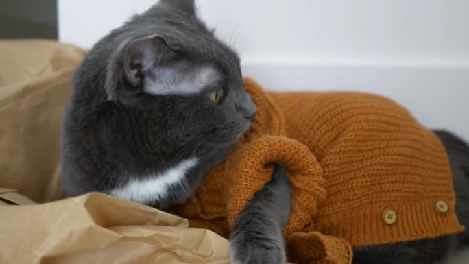 一只可爱的灰猫穿得像人。一只穿着棕色针织开衫和纽扣的西装的猫躺在超市杂货店的纸袋上。猫在家的生活。