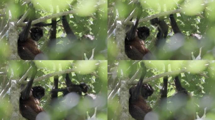 小蜘蛛猴子在树上玩耍，而家人则在corcovado休息。