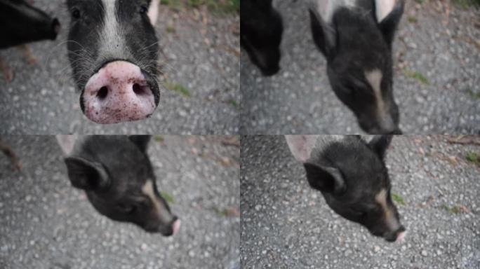 矮小的越南大腹便便的黑白小猪站在碎石路上。